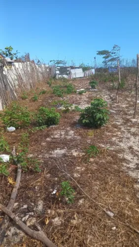 Vendo este terreno 5 por 25