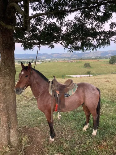 Cavalo crioulo