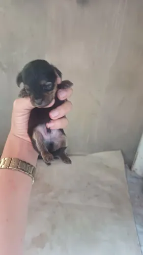 Cachorro pinche com poodle