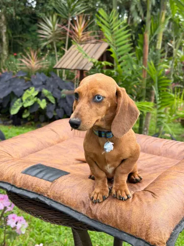 Daschshund