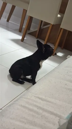 Buldog francês