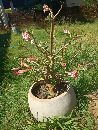 Rosas do deserto 