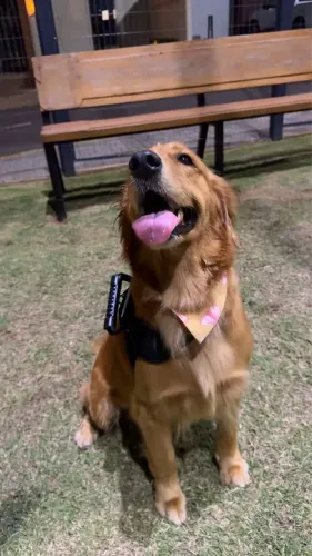 Filhote de Golden retriver