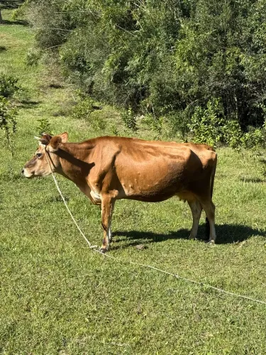 Vaca Jersey prenha