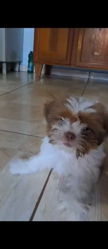 Shih Tzu fêmea - 3 meses