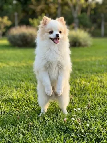 Spitz Alemão Macho - Lulu Polmerania
