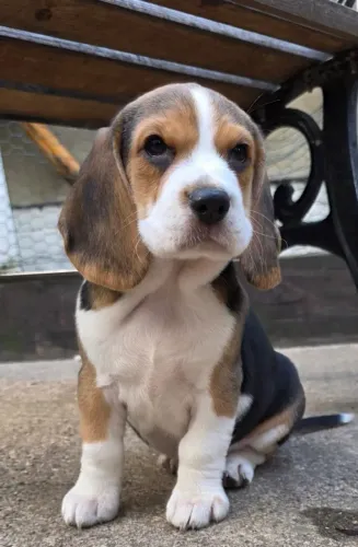 Filhote de Beagle prontos para sua nova família.