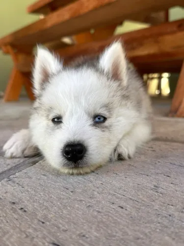 Husky Siberiano 