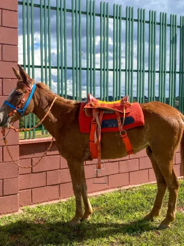 Para fazer catira em cavalo 