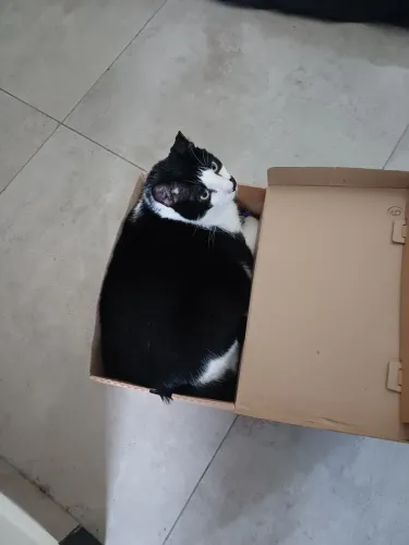 Doa se gato castrado