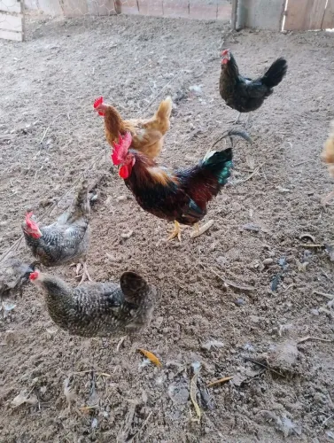 Lote 10 galinhas: 5 poedeiras e 5 caipiras