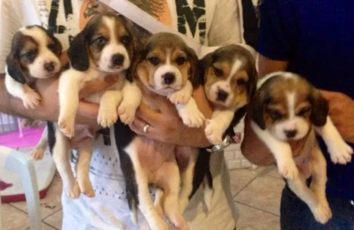 Filhotes De Beagle - O Amor Verdadeiro E Peludo E Adora Brincar