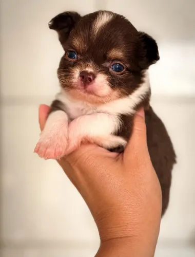 Chihuahua bicolor verdadeiro príncipe 