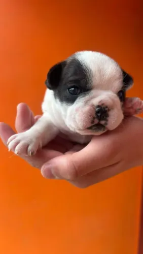 FILHOTE BULLDOG FRANCÊS 