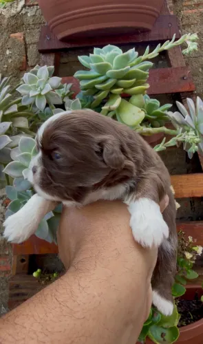 Shihtzu macho