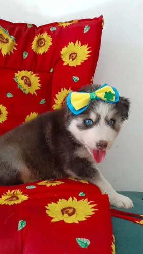 Husky siberiano fêmea
