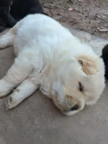 Vendo filhotes de chow chow