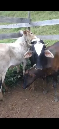 Bezerras a venda!