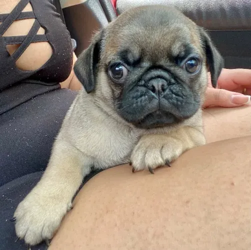 CACHORRA FILHOTE PUG(LINDAS E FOFAS)