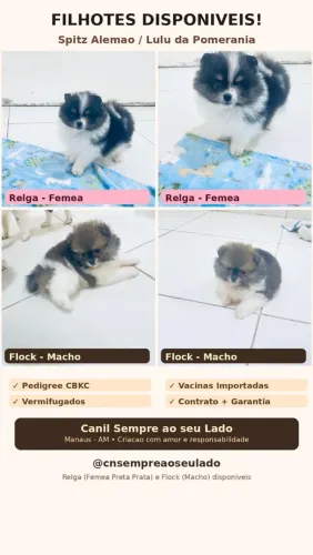FILHOTES LULU DA POMERÂNIA! OS MENORES DE MANAUS! ACEITAMOS CARTÕES!