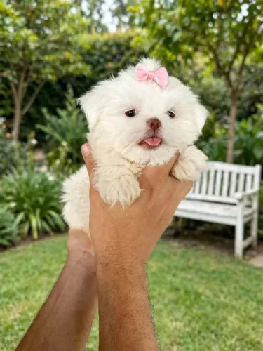 Linda Filhotinha de Shih-tzu Fêmea ÚNICA - BRANCA DE NEVE