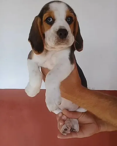 Beagle canil tricolor 