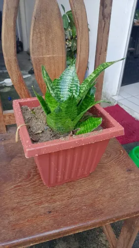 Mudas de plantas $30