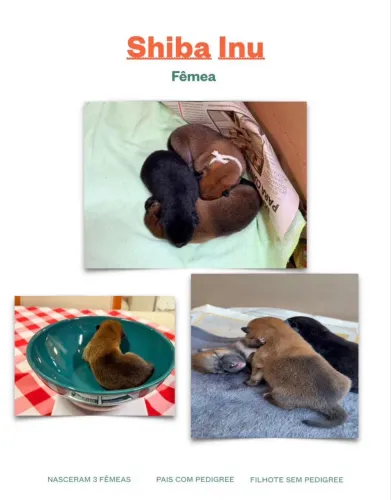 Filhote Shiba Inu Fêmea Vermelha