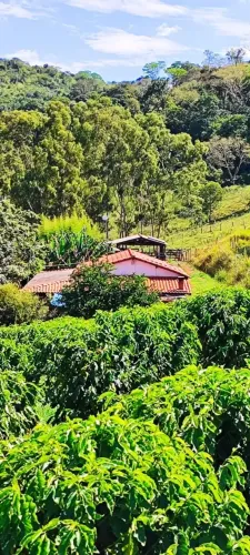 Casa boa , 17 mil pés de café
