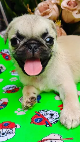 Filhotes de Pug