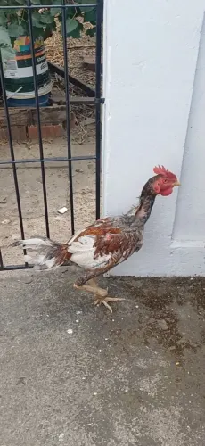 Frango body