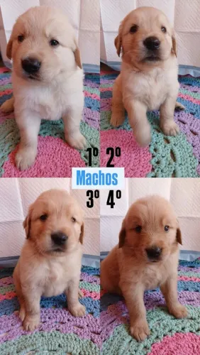 Filhote de GOLDEN RETRIEVER Macho