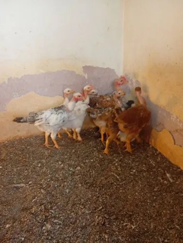 Lote de frangos polaco