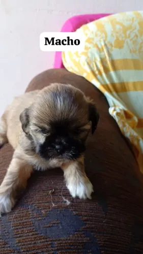 CACHORRO