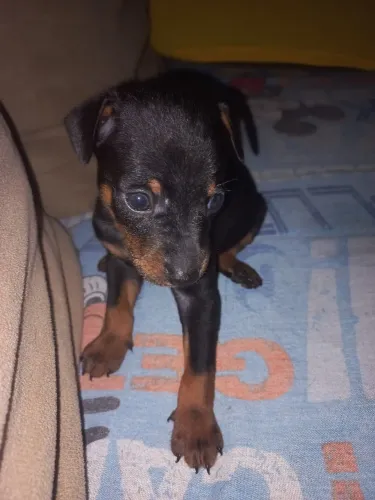Filhote de pinscher N°1