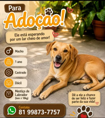 Mestiço de labrador