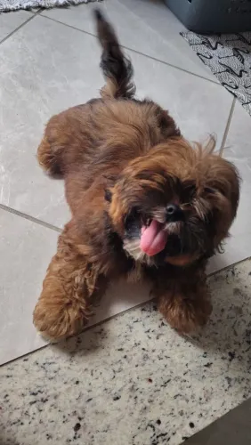 Vendo Filhote Macho Shih-tzu