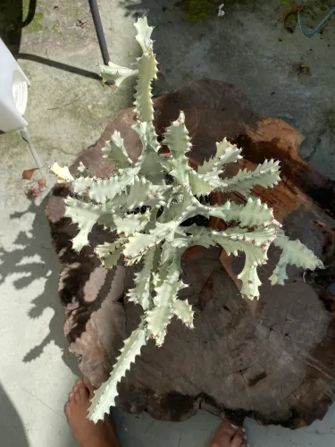 Cacto candelabro Albino raro