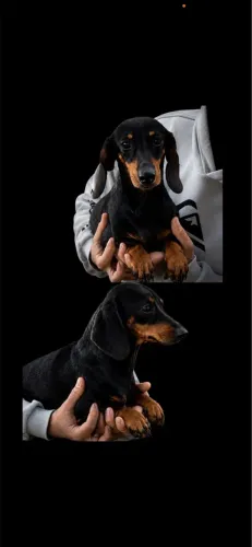 Dachshund fêmea kaninchen