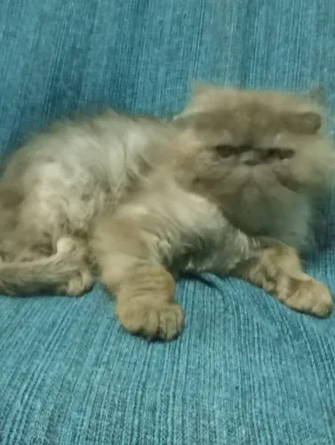 Persa macho com 90 dias