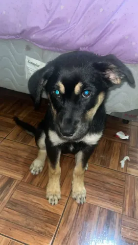 Adoção de cachogo filho