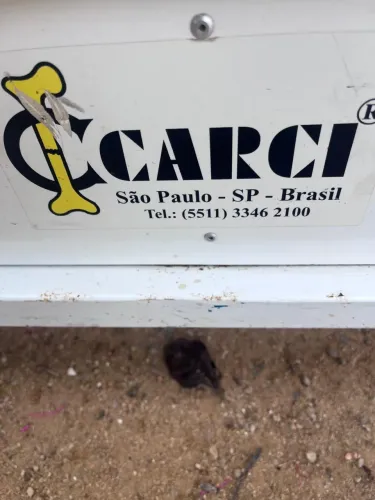 Maca ortostática