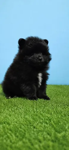 Spitz alemão  macho .
