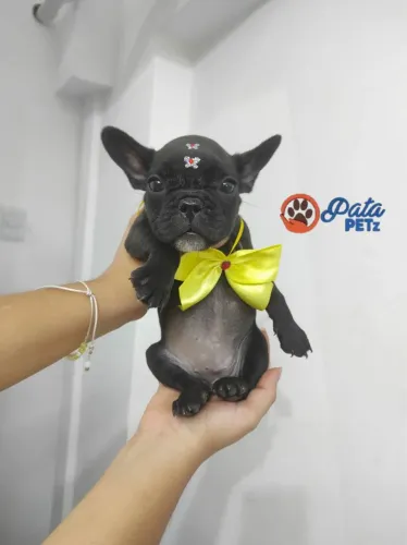 Bebê de buldogue fêmea