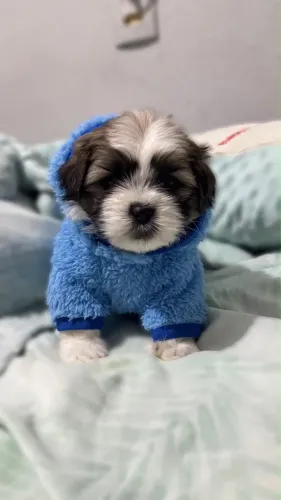 Shih tzu