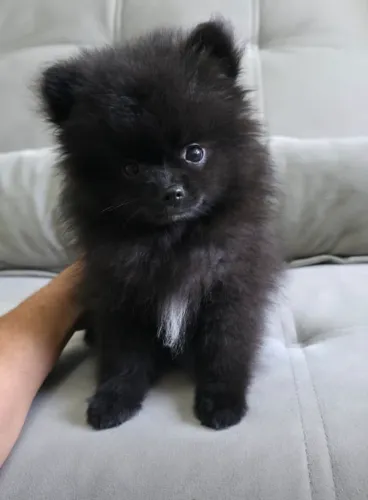 Spitz preto macho 