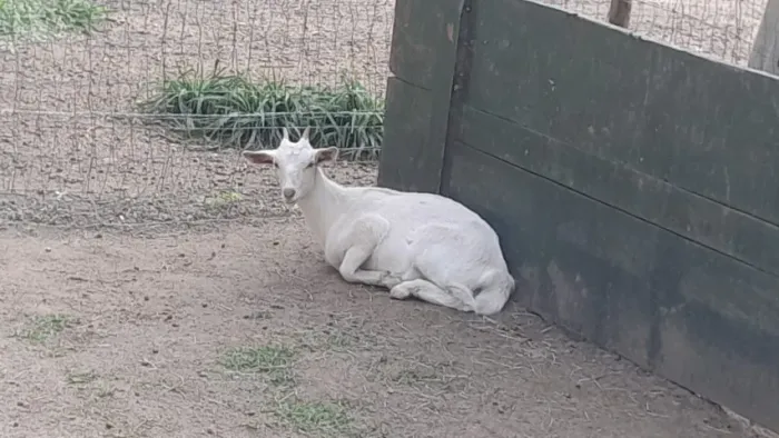 Bodinhos e cabra com cabritinho