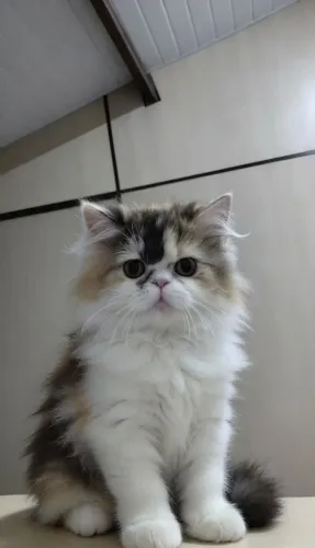 Gata persa 
