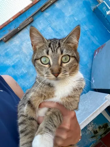 Gatinhos para adoção