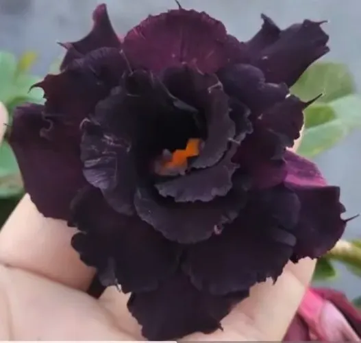 Rosas do deserto na pré venda